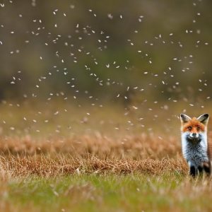 Protecting Your Flock: Effective Strategies for Keeping Foxes Away from Geese