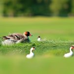 Protecting Your Pristine Lawn: Effective Strategies for Keeping Geese at Bay