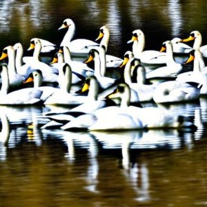 Protecting Your Space: How Swans Deter Canadian Geese