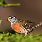 Discover the Delight of Keeping Quail: A Guide to Quail Care and Keeping