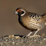 Exploring the Benefits of Sand for Keeping Quail: A Guide for Quail Owners