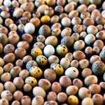 Maximizing Quail Hatchery Success: How Long to Keep Quail Eggs in the Incubator After Hatching