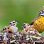 How to Keep Quail from Nesting in Your Garden: Effective Strategies and Tips