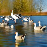 Safely Keep Geese Off Your Dock: Expert Tips and Tricks