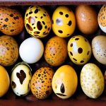How Long Can You Safely Store Quail Eggs Before Incubation? A Guide to Proper Egg Storage