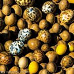 How Long Can You Safely Store Fertile Quail Eggs Before Starting the Incubation Process