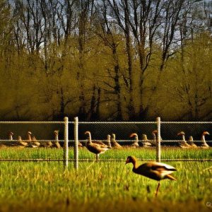 Securing Your Property: How a Deer Fence Also Keeps Geese at Bay