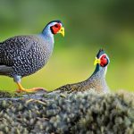 Silence is Golden: How to Keep Your Guinea Fowl Quiet