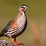 Smart Strategies for Keeping Quail Cool in the Summer Heat