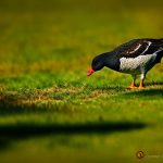 10 Surefire Ways to Keep Geese Away from Your Beautiful Lawn