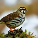 Surviving Winter with Quail: Tips for Keeping Your Birds Safe and Healthy