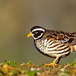 Thriving Quail: Tips for Keeping Your Flock Happy and Healthy During the Winter Months