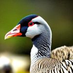 5 Tranquil Goose Breeds for Your Homestead: A Must-Discover List