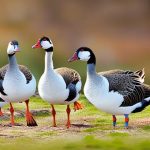 The Ultimate Guide to Successfully Raising Multiple Goose Breeds in Harmony