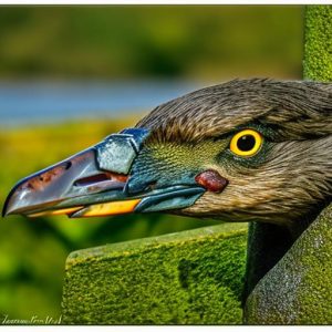 The Ultimate Guide to Finding the Best Fence to Keep Geese Out