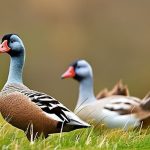 The Ultimate Modern Homestead Guide for Happy and Healthy Geese: Everything You Need to Know