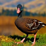 Uncover the Most Flavorful Breeds for Raising Geese for Meat on Your Homestead