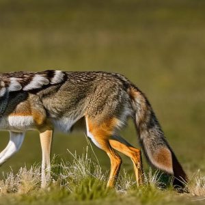 Uncovering the Effectiveness of Fake Coyotes in Deterring Geese: Myth or Reality