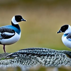 Understanding the Fascinating Behavior of Keeping Barnacle Geese