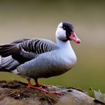 Unlikely Pest Control: How Geese Keep Rats Away