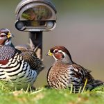 Unlocking the Secret to Keeping Quail and Chickens Together: Tips and Guidelines