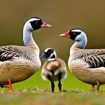 Unlocking the Mysteries of Geese Breeding Behavior: In-depth Look at Their Reproductive Cycle