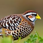 Unlocking the Full Potential of Keeping Coturnix Quail: A Guide to Happy and Healthy Birds