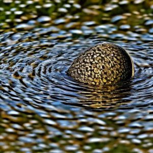 Unveiling the Mystery: Discovering Where Geese Keep Their Eggs