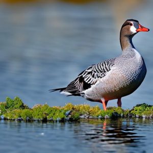 Using Rope as a Creative Solution to Deter Geese: Keeping Your Property Clear and Tidy