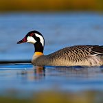 5 Effective Ways to Keep Canadian Geese Off Your Property: Tips from Wildlife Experts