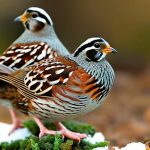 Winter Quail Care: Tips for Keeping Your Quails Warm