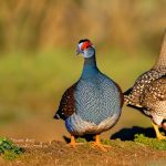 what to keep adult guinea fowl in