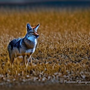 coyote keep geese away