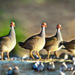 how to keep fresh hatched guinea fowl alive