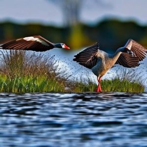 10 foolproof methods to protect your lakefront property from pesky geese – how to keep geese off your land