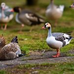 can you keep geese in a residential area