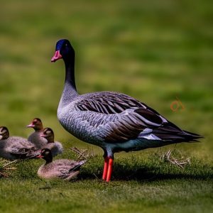 how to keep geese off your yard