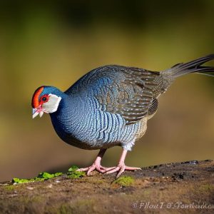 do guinea fowl keep rats away