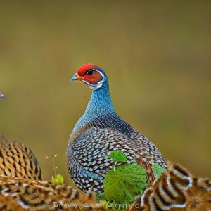 how to keep guinea fowl away