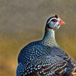 can you keep guinea fowl with chickens