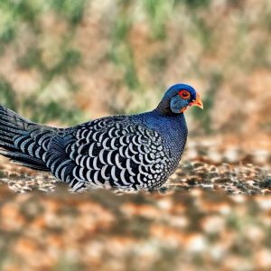 guinea fowl keep dying