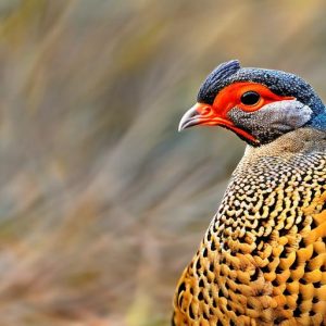 guinea fowl keeping in winter