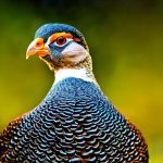 can you keep guinea fowl residential area