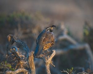 Photo Quail coop