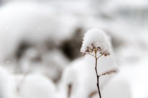 Photo Snow-covered coop