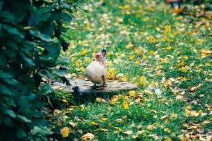 Photo Chickens, quail