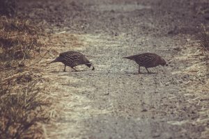 Photo Bobwhite quail, hunting