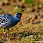 tips for keeping guinea fowl without a coop