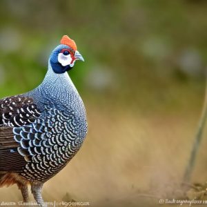 keeping guinea fowl