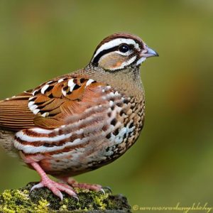 keeping quail as pets uk